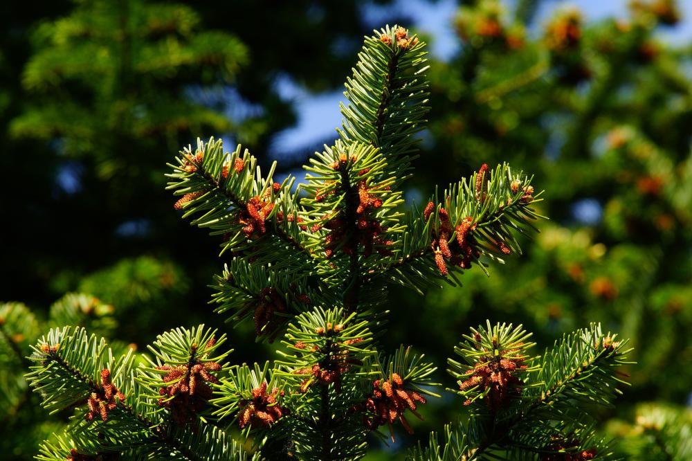 SFSCA RAS scientists have proposed the means to protect Siberian coniferous forests