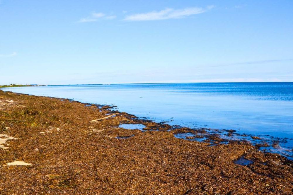 SFSCA RAS Director held a business meeting on the island of Kunashir (Kuril Islands, Sakhalin region)   