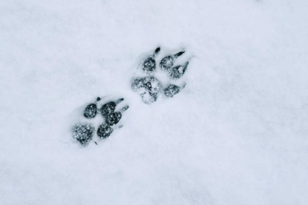 The SFSCA RAS scientists conducted a winter census of wild animals