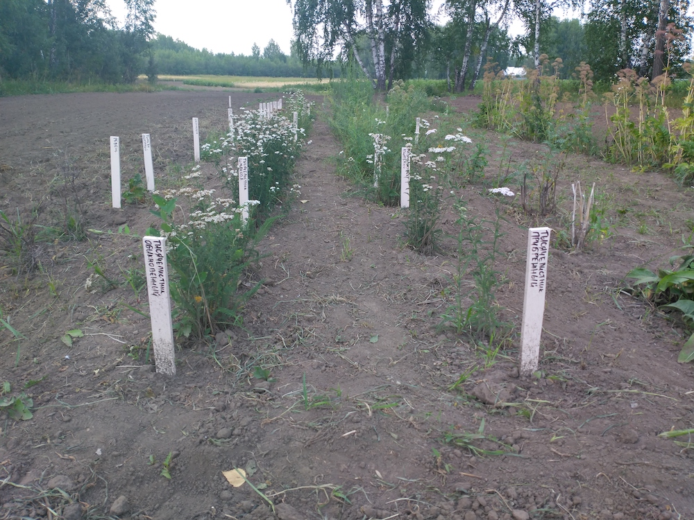 На полях СФНЦА РАН продолжаются полевые опыты по выращиванию лекарственных растений
