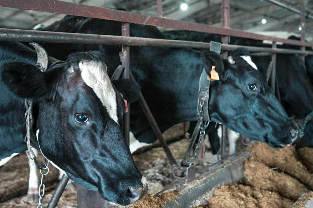 Results and plans of scientific research of the SFSCA RAS veterinarians  