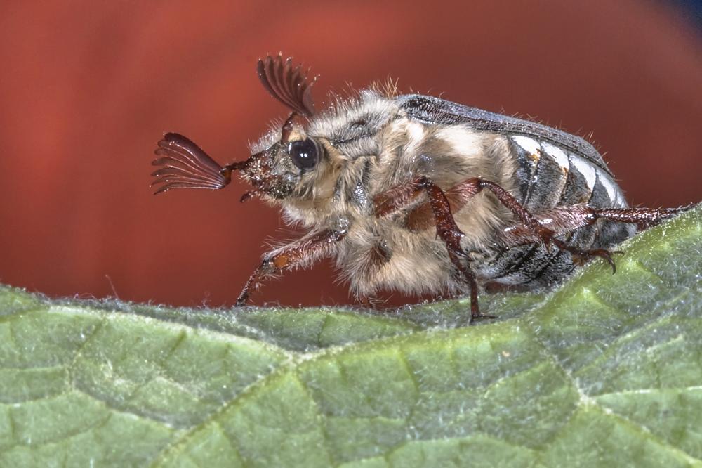 Научно-популярный фестиваль «Майский жук» собрал почти 3 тысячи гостей 