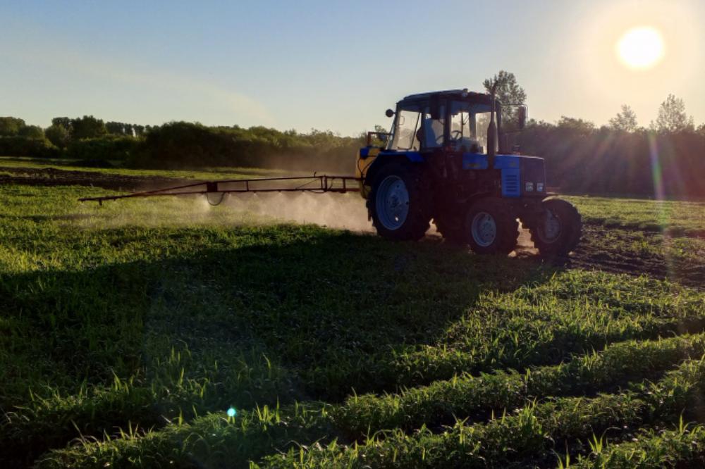 Results of the sowing campaign of the Siberian Research Institute of Fodder Crops