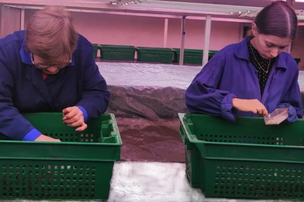 Безвирусные микрорастения районированных сортов картофеля высадили сотрудники Кемеровского НИИСХ – филиала СФНЦА РАН